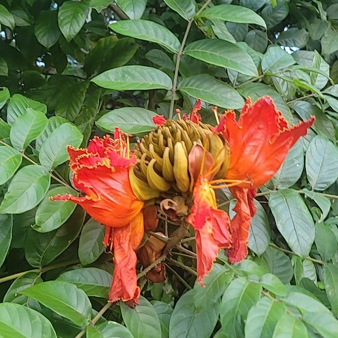 Photo of the plant species African Tuliptree by @BetterAnacua61 named Xena on Greg, the plant care app