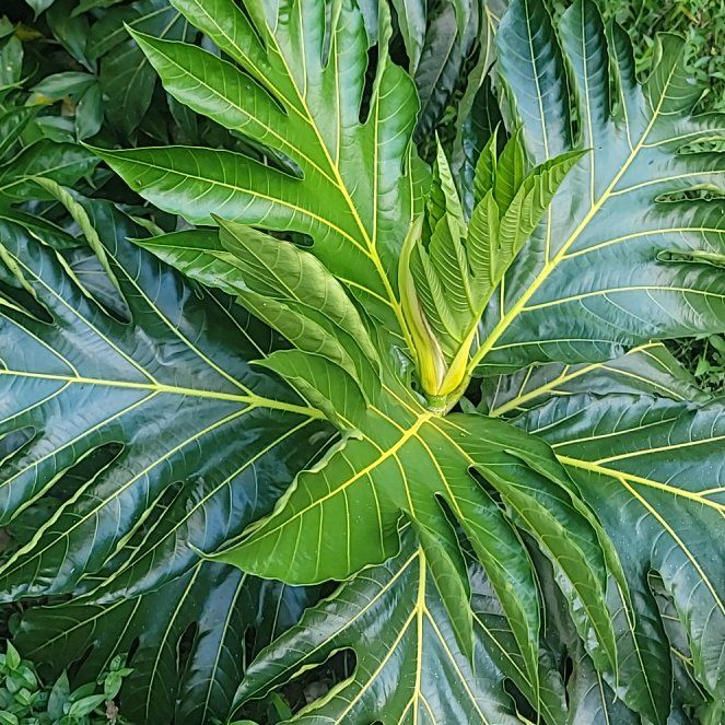Photo of the plant species Breadfruit by @BetterAnacua61 named Spike Leaves on Greg, the plant care app