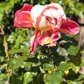 Photo of the plant species Beach Rose by @LivelyRosilla38 named Gregarious on Greg, the plant care app