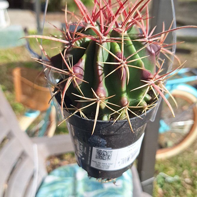 Photo of the plant species Fire Barrel Cactus by @SlinkyCentro23 named Wall-E on Greg, the plant care app