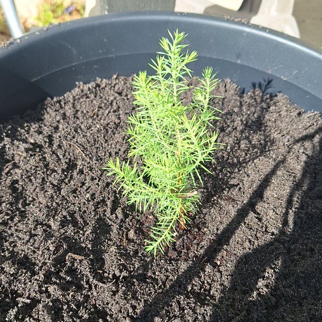 Photo of the plant species Southern Red Cedar by @SlinkyCentro23 named Fernie Saunders on Greg, the plant care app