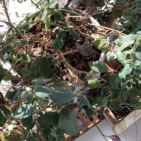Photo of the plant species Caper Bush by @CurrentWoreya23 named Scarlett on Greg, the plant care app