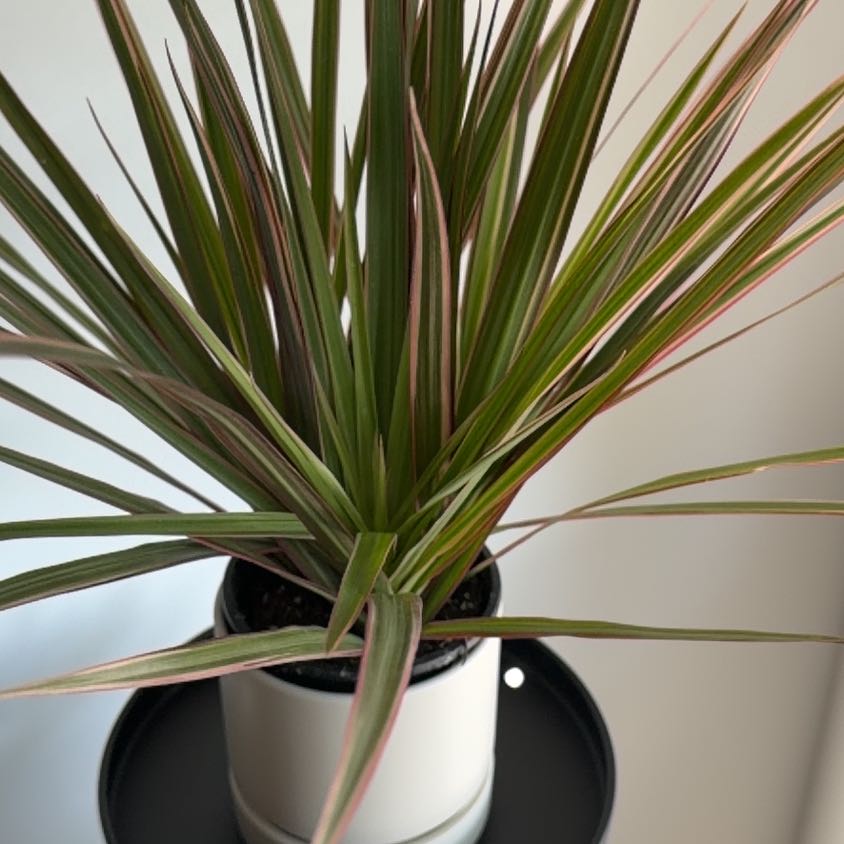 Photo of the plant species Dracaena bicolor by @AdmiredNoni56 named Darwin on Greg, the plant care app