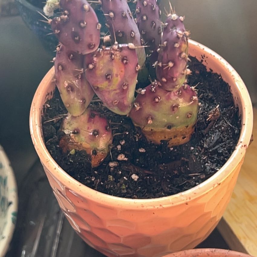 Photo of the plant species Opuntia 'Baby Rita' by @StarCorncob53 named Plato on Greg, the plant care app
