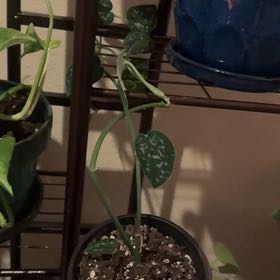 Photo of the plant species Scindapsus 'Silvery Ann' by @WiseAjwain38 named Kendall on Greg, the plant care app