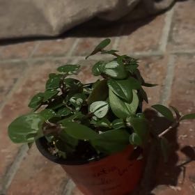Photo of the plant species Tradescantia by @WiseAjwain38 named Leonardo on Greg, the plant care app