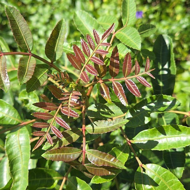 Photo of the plant species Brazilian Peppertree by @AdonicBluebean named Aria on Greg, the plant care app