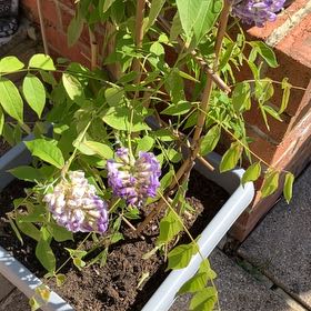 Photo of the plant species American Wisteria by @FitMahoe68 named Demi on Greg, the plant care app