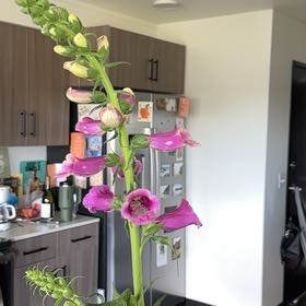 Photo of the plant species Digitalis Purpurea by @ProudAnthora57 named Cleopatra on Greg, the plant care app