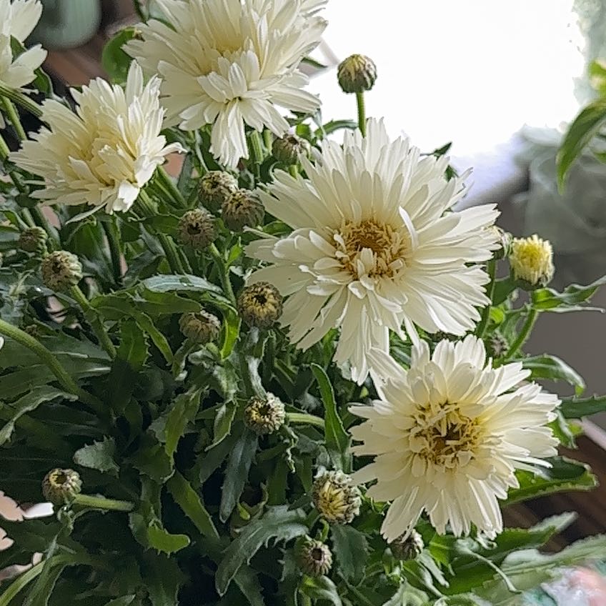 Photo of the plant species Shasta Daisy by @ProudAnthora57 named Sonora on Greg, the plant care app