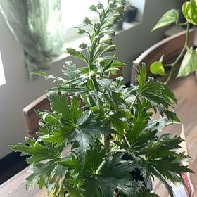 Photo of the plant species Delphinium 'Delgenius Breezin' by @ProudAnthora57 named Ulysses S Plant on Greg, the plant care app