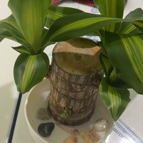 Photo of the plant species Lucky wood plant by @Colabear named Dexter on Greg, the plant care app