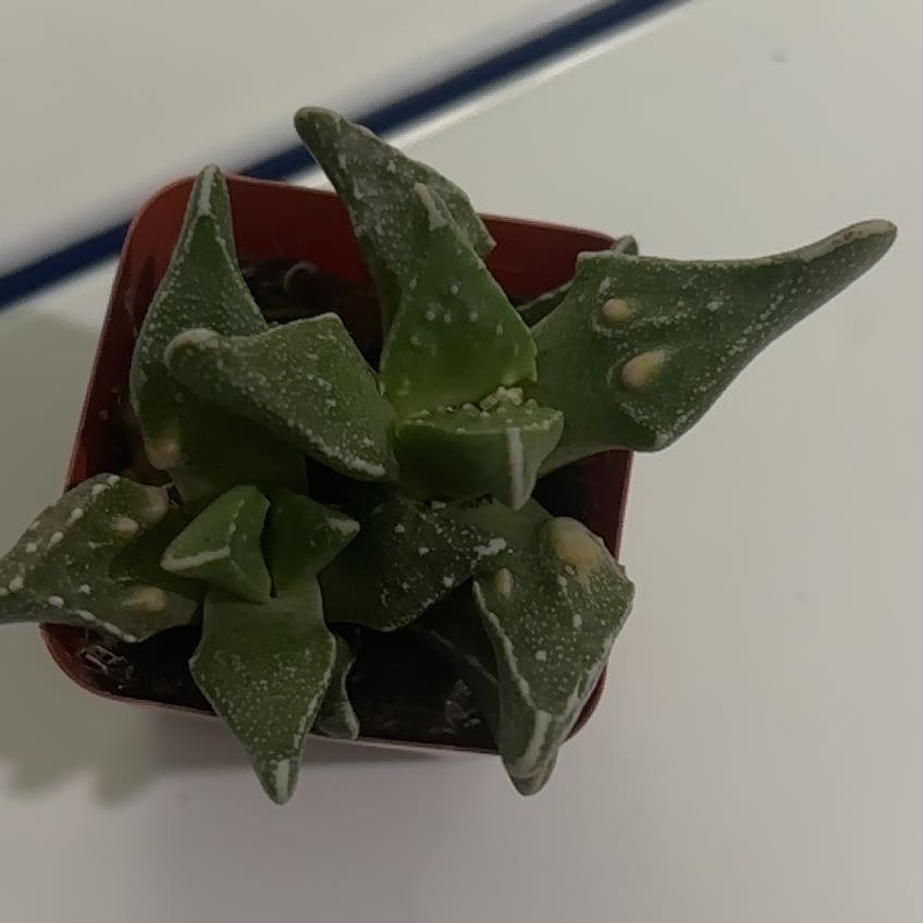 Photo of the plant species Pebbled Tiger Jaws by @Colabear named Bodie on Greg, the plant care app