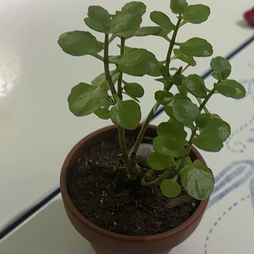 Photo of the plant species Common Chickweed by @Colabear named Lavender on Greg, the plant care app