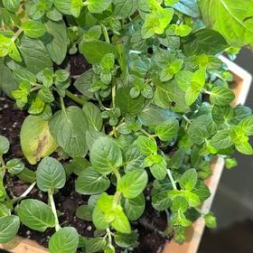 Photo of the plant species Chocolate Mint by @QueenGarlic67 named Bigleef Smalls on Greg, the plant care app