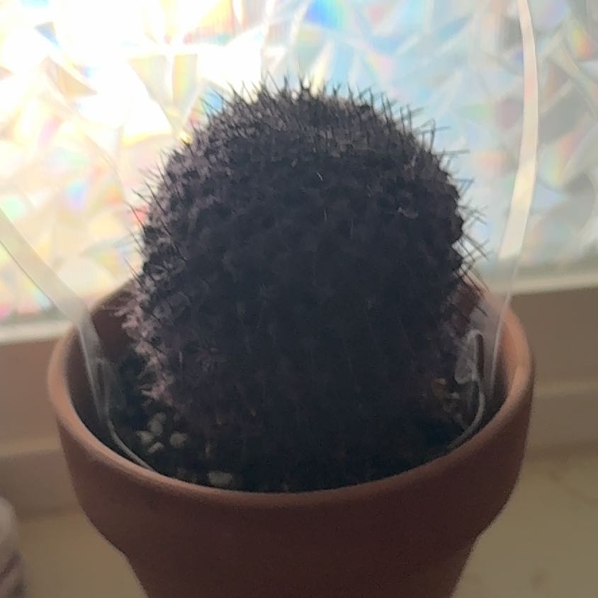 Photo of the plant species Kosmik Kaktus-a Special Cactus A by @KeyChaya48 named Cosmo on Greg, the plant care app