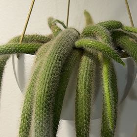Photo of the plant species Monkey Tail Cactus by @FlyingPinetree named Medusa on Greg, the plant care app