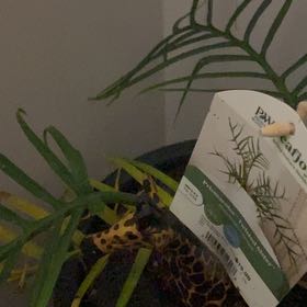 Photo of the plant species Chinese Brake by @BestKaro48 named Luna on Greg, the plant care app