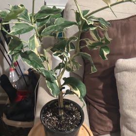 Photo of the plant species Pink Lemon Tree by @TrySunstar81 named Madonna on Greg, the plant care app