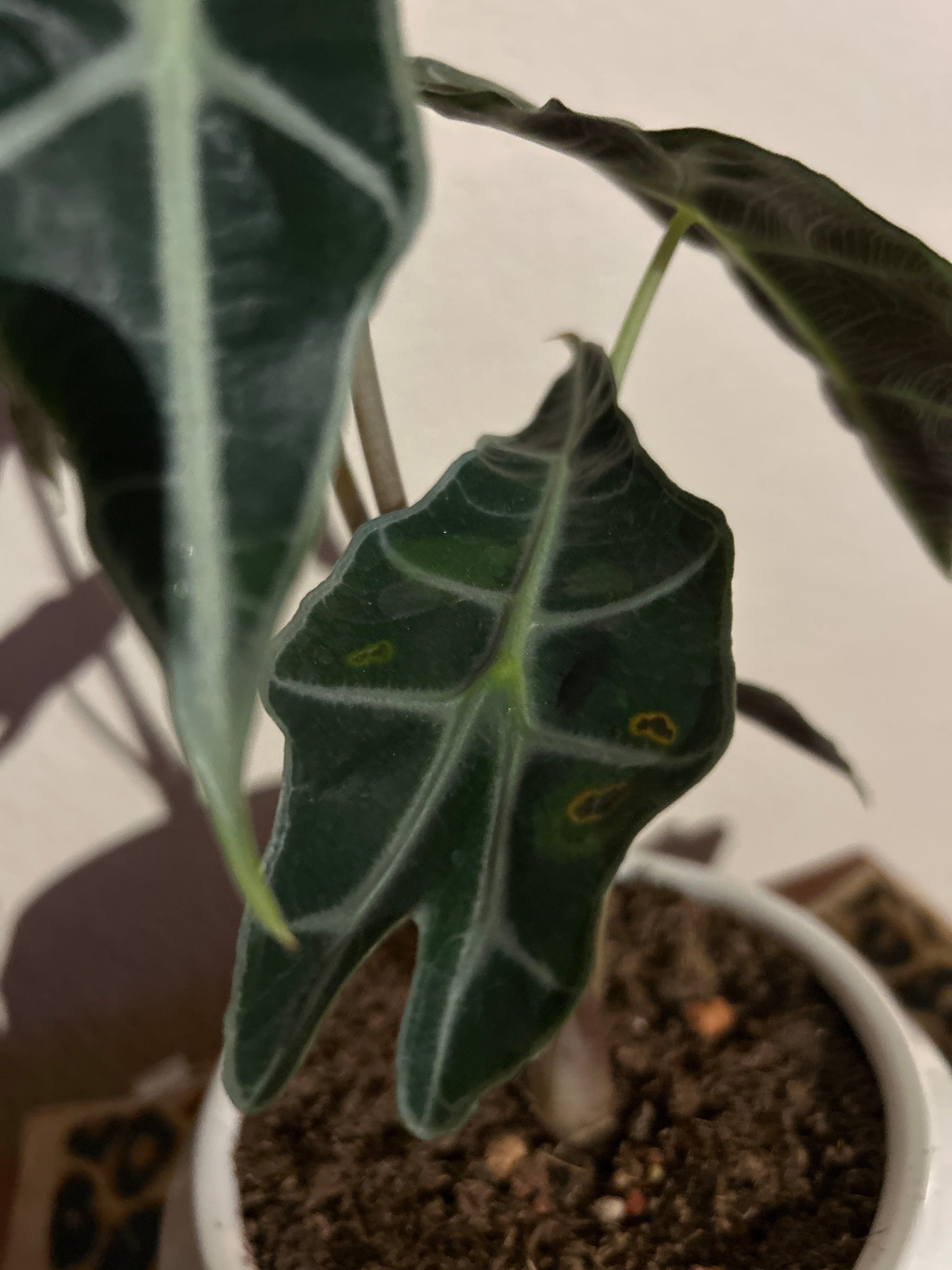 Alocasia Shattered Glass Plant Care: Water, Light, Nutrients