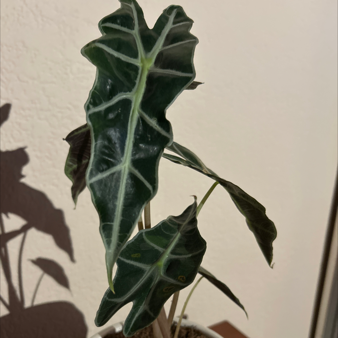 Osmo