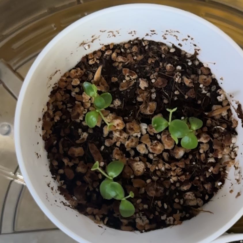 Photo of the plant species Cucamelon by @ComicMaitake82 named Robert Plant on Greg, the plant care app