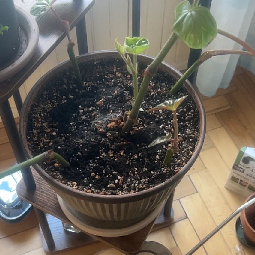 Photo of the plant species Hardy Begonia by @DelusionalPlant named Nithin on Greg, the plant care app
