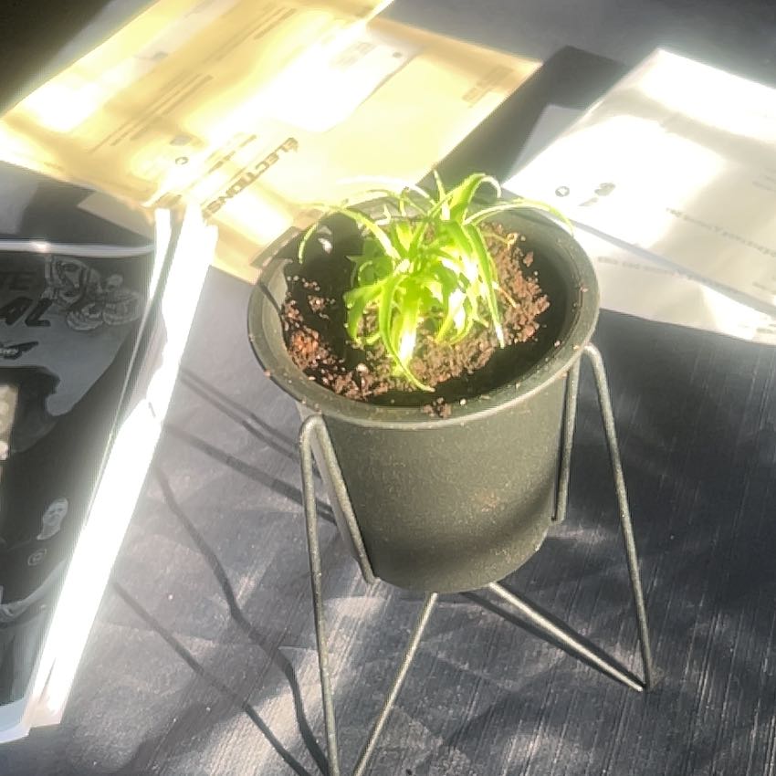 Photo of the plant species Puya by @DelusionalPlant named Puya Caerula on Greg, the plant care app