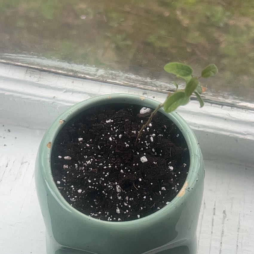 Photo of the plant species Eucalyptus Lemon Bush by @DelusionalPlant named Eucalyptus lemon bush on Greg, the plant care app