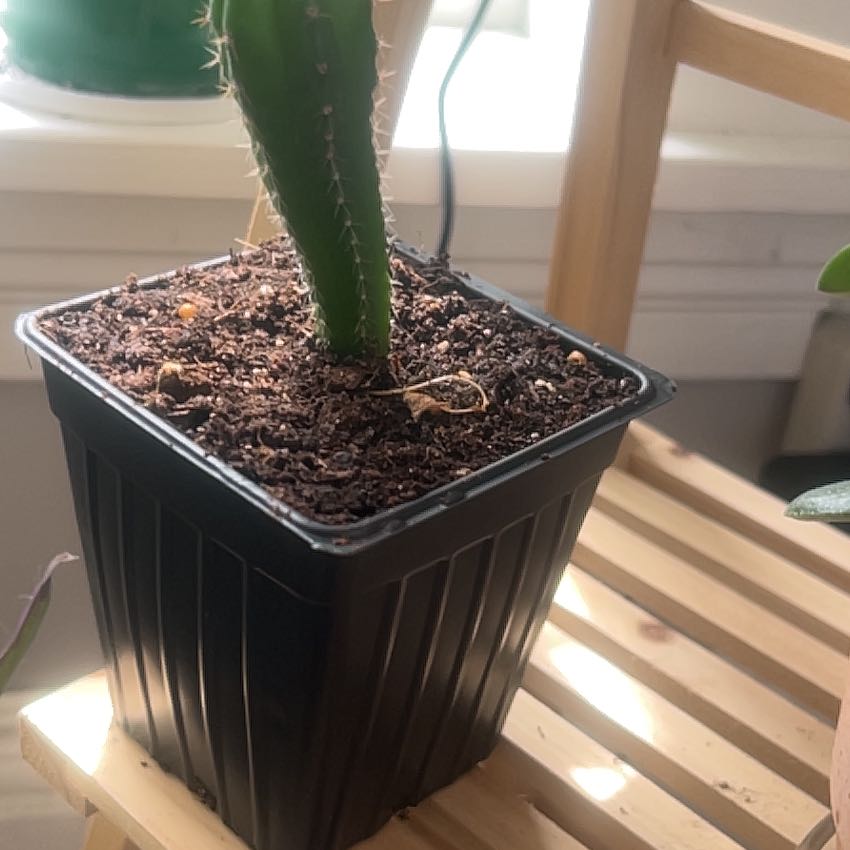 Photo of the plant species San Pedro Cactus by @DelusionalPlant named Gobi on Greg, the plant care app