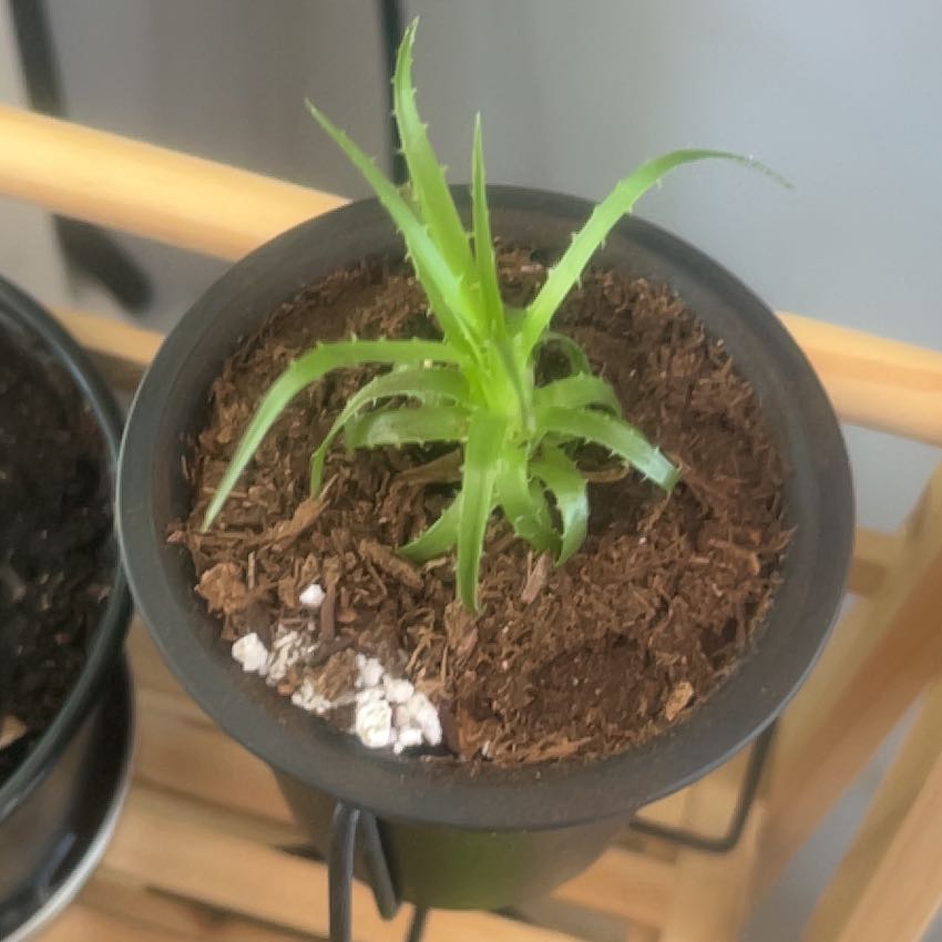 Photo of the plant species Puya by @DelusionalPlant named Puya Caerula on Greg, the plant care app