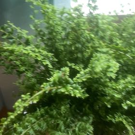 Photo of the plant species Fluffy Ruffles Fern by @DelusionalPlant named Fluffy Ruffles Fern on Greg, the plant care app