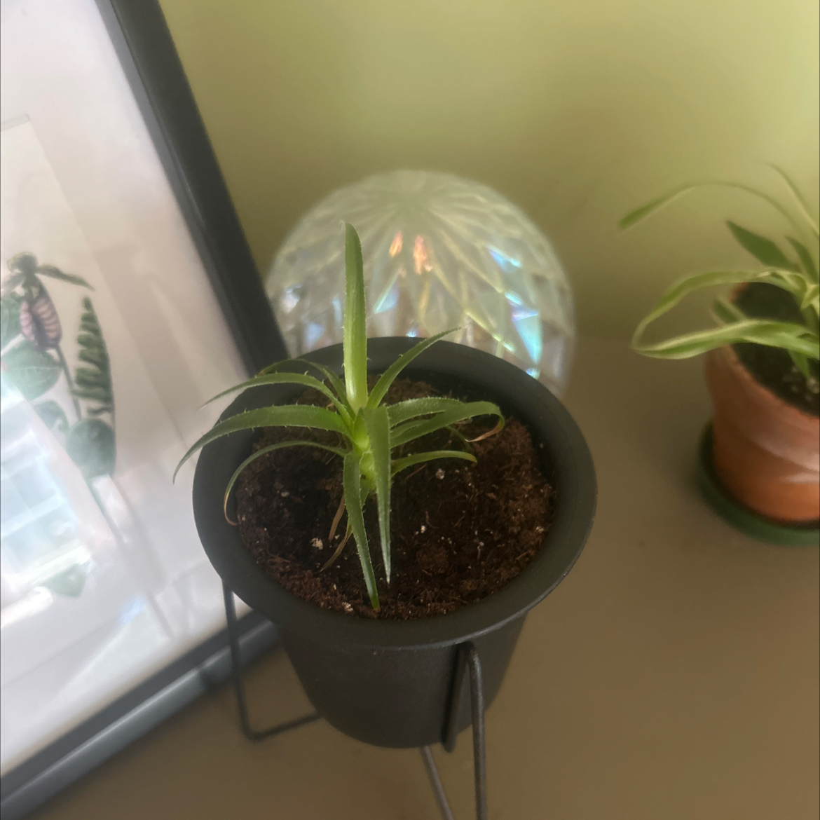 Photo of the plant species Puya by @DelusionalPlant named Puya Caerula on Greg, the plant care app
