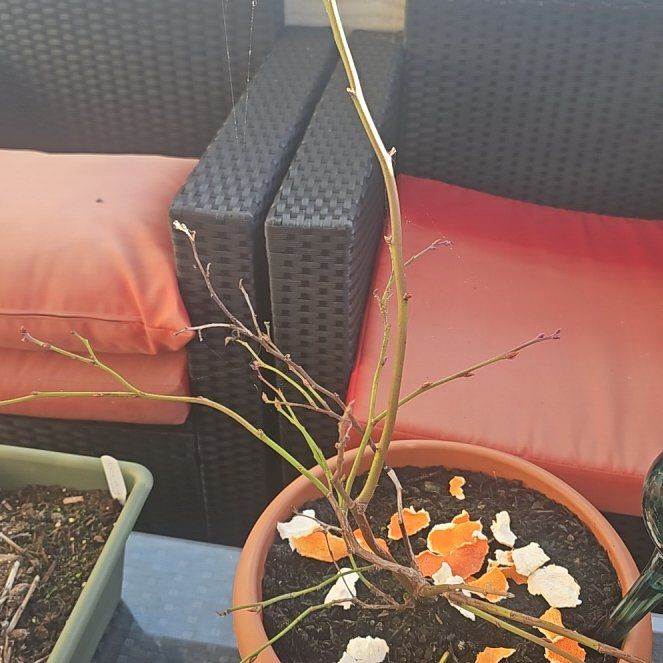 Photo of the plant species Blueberry Bush by @Kylopupup named Marilyn on Greg, the plant care app