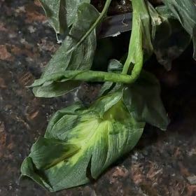Photo of the plant species Snakeshead by @BrightRedsage5 named LiloStitch on Greg, the plant care app