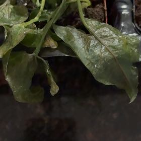Photo of the plant species Dwarf Voodoo Lily by @BrightRedsage5 named Sonora on Greg, the plant care app