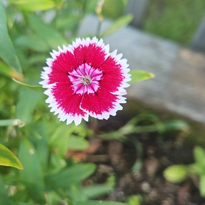 Photo of the plant species Sweet William by @BusyPuriri16 named Austen on Greg, the plant care app