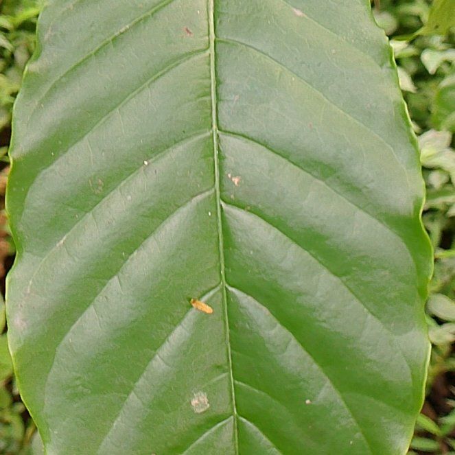 Photo of the plant species Cucumber Magnolia by @UppermostCentro named Morgan Treeman on Greg, the plant care app