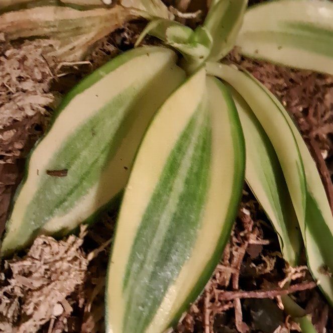 Photo of the plant species Himantoglossum robertianum by @PoshKowhai70 named Oscar on Greg, the plant care app