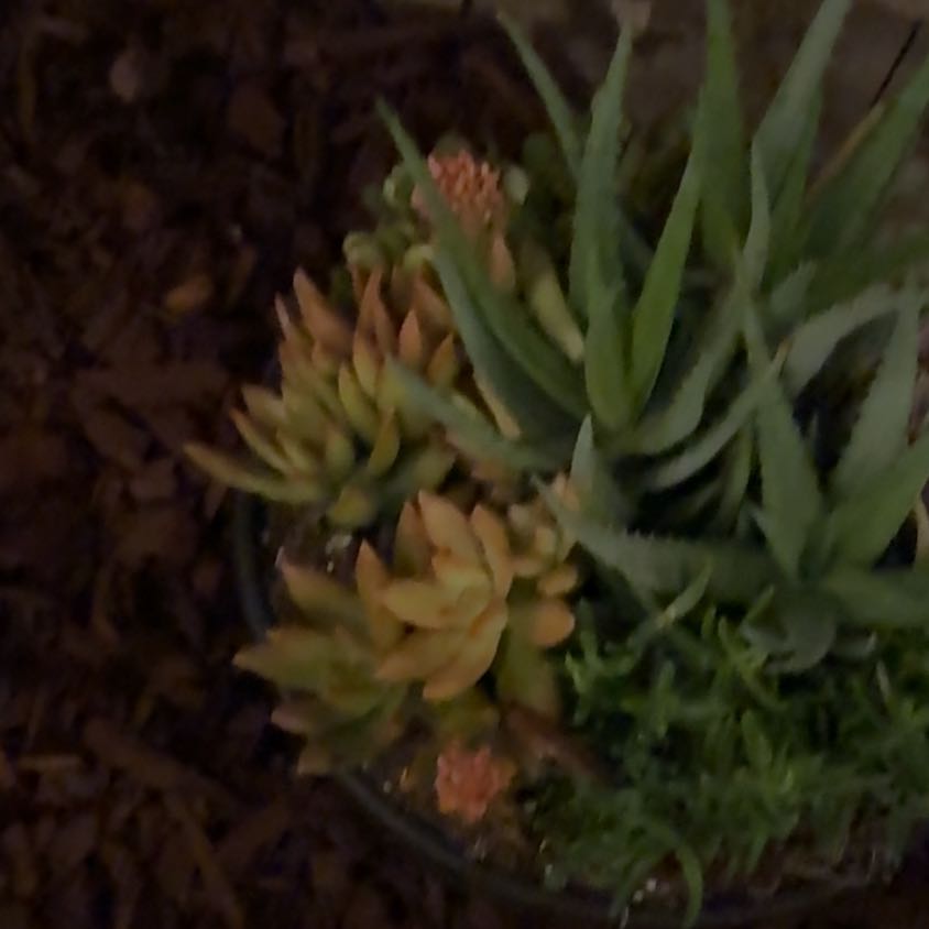 Photo of the plant species Bright Green Dudleya by @SugarGrass6 named LiloStitch on Greg, the plant care app