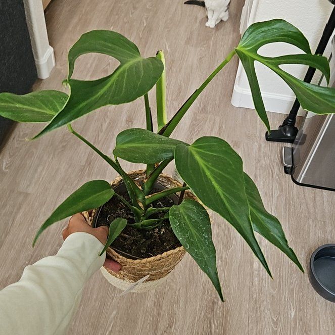 Photo of the plant species Monstera 'Burle Marx Flame' by @BernaPena1999 named Spike Leaves on Greg, the plant care app
