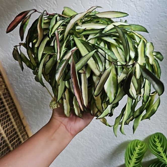 Photo of the plant species Stringbean Hoya by @BernaPena1999 named Scarlett on Greg, the plant care app