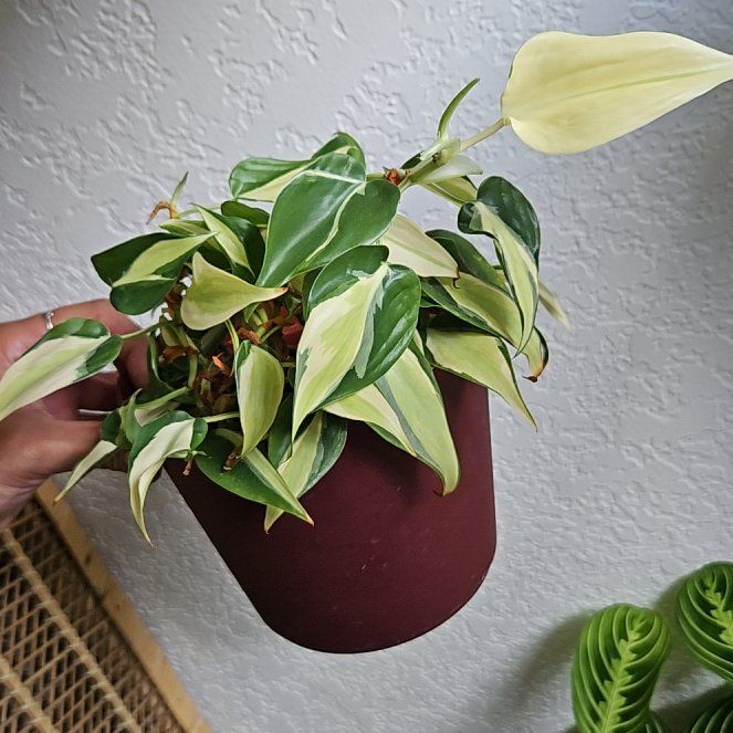 Photo of the plant species Silver Stripe Philodendron by @BernaPena1999 named Pax on Greg, the plant care app