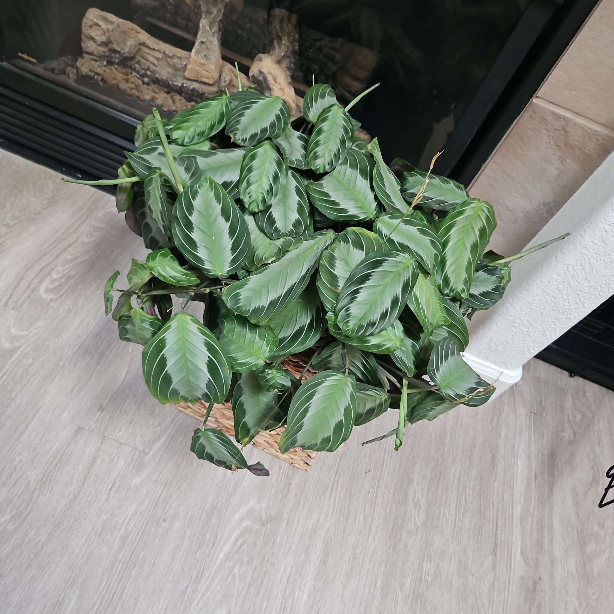 Photo of the plant species Maranta by @BernaPena1999 named Darwin on Greg, the plant care app