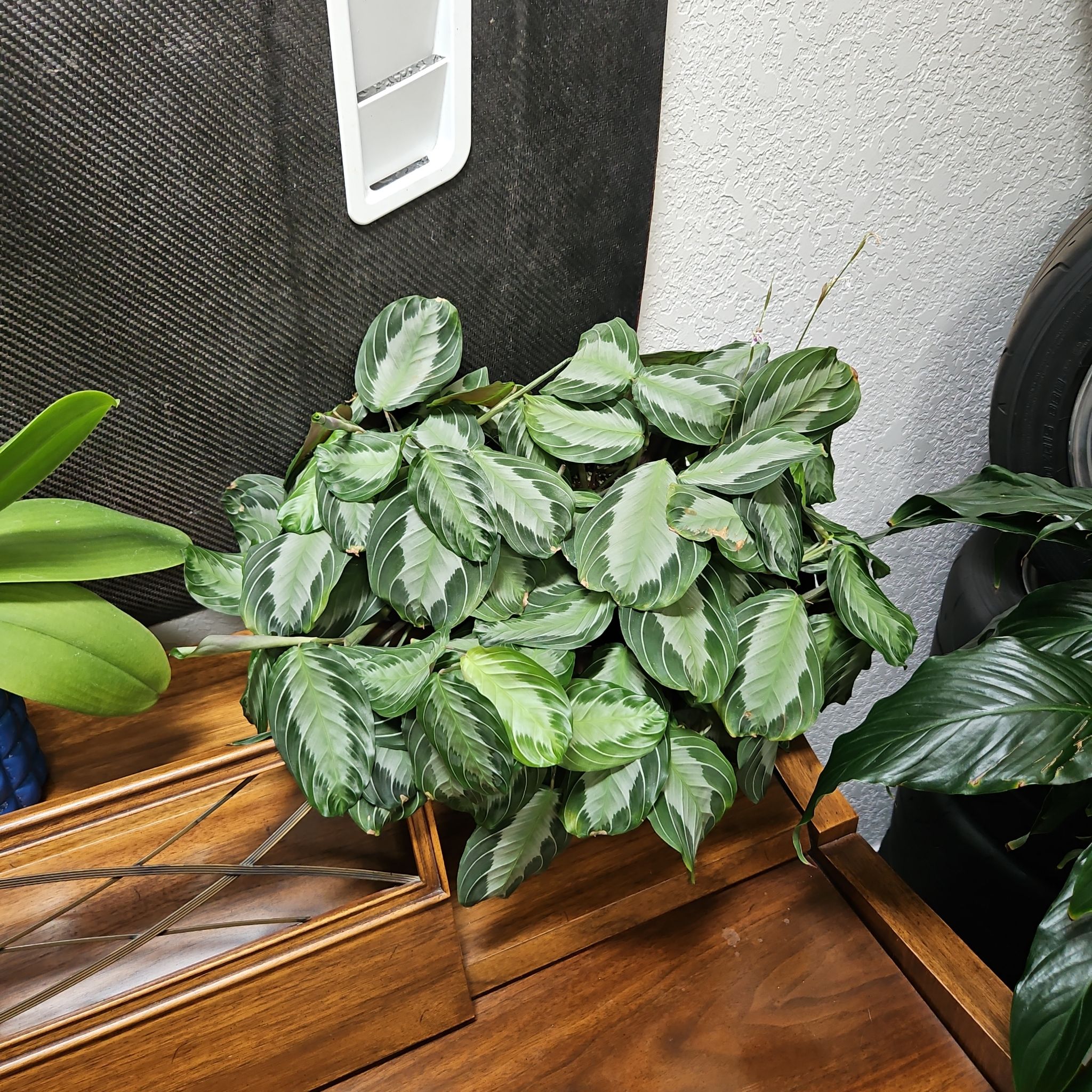 Photo of the plant species Maranta by @BernaPena1999 named Darwin on Greg, the plant care app