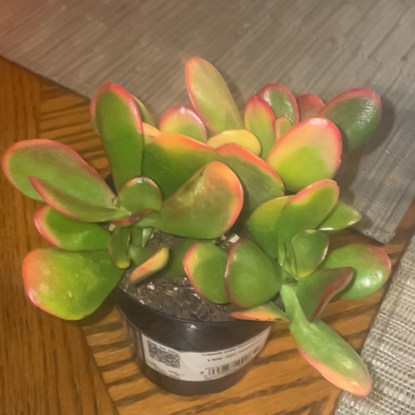 Photo of the plant species Hummels Sunset by @YesLemon74 named Jasmine on Greg, the plant care app