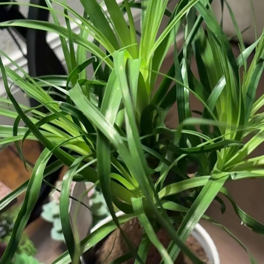 Photo of the plant species Barren Brome by @WillBlinks26 named Surya on Greg, the plant care app