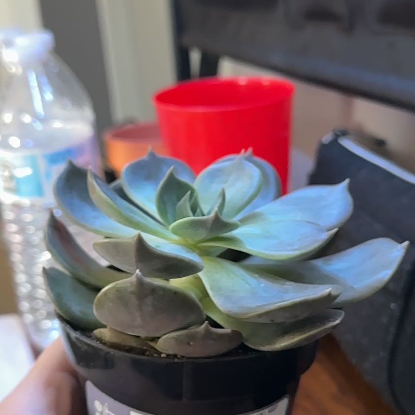 Photo of the plant species Echeveria 'Marrom Olive Brown' by @EagerBegonia3 named Naomi on Greg, the plant care app