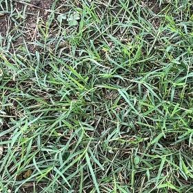 Photo of the plant species Wiregrass by @YesTutsan73 named Osmo on Greg, the plant care app