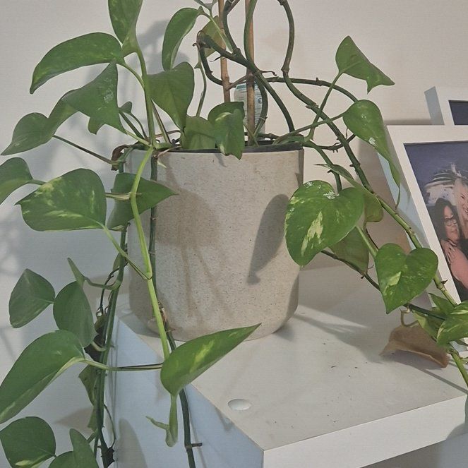 Photo of the plant species Devils Ivy by @SuperblyPeony14 named Baesil on Greg, the plant care app